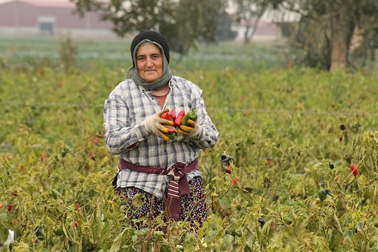 Bafra Ovası'nda kapya biber hasadı devam ediyor