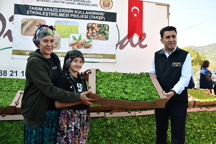 Bilecik'te 1 milyon 126 bin marul fidesi dağıtıldı