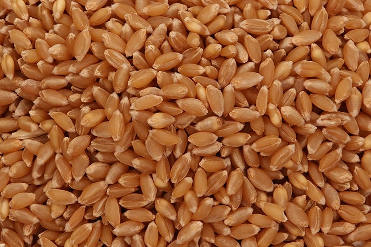 Ekmeklik buğday ihracatı serbest bırakıldı