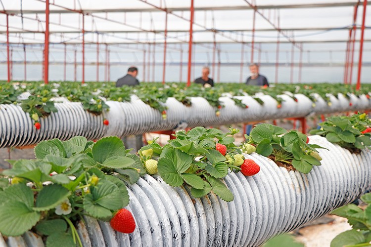 Seracılığa başladı talebe yetişemiyor