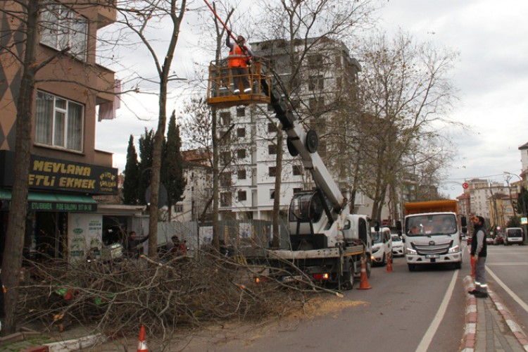 Budanan Ağaçlar İhtiyaç Sahiplerine Yakacak Olarak Geri Dönüyor
