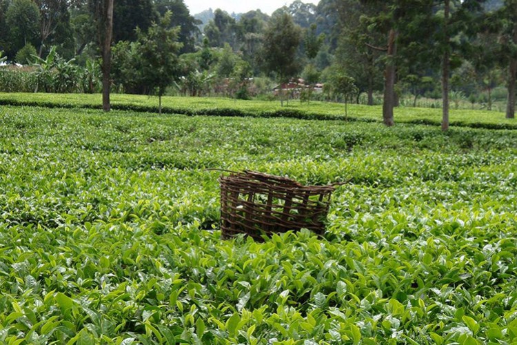 Çay destekleme bedelleri ödendi