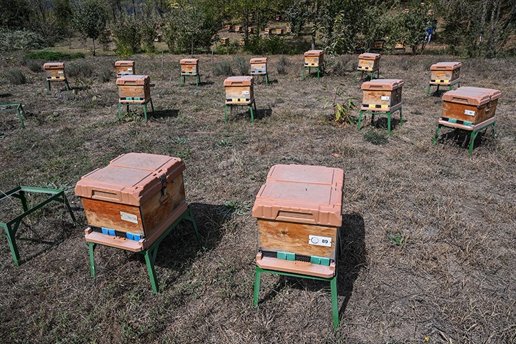 Yaban arılarının azalması tarım zararlılarının çoğalmasına neden olabilir