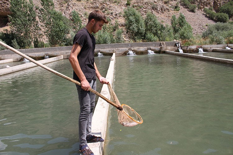 Van'da balık üretimi yaygınlaştırılıyor