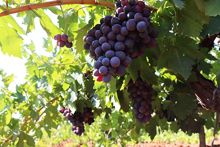 "Horoz karası" üzümü kuraklığa rağmen üreticisini sevindirdi