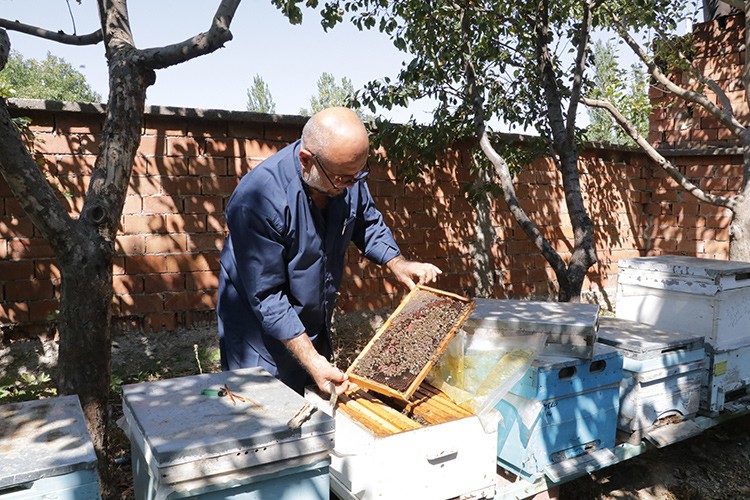 Sokmayan arılar Avrupa yolunda