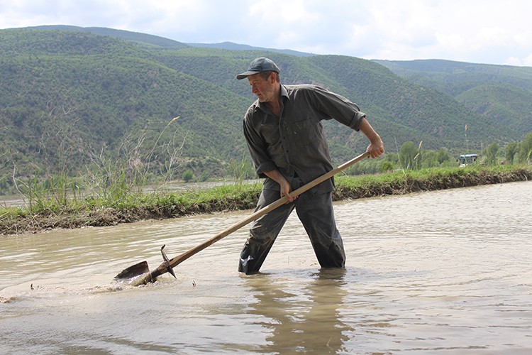 İlk çeltik fabrikasının kurulduğu Tosya'da çeltik ekimi başladı