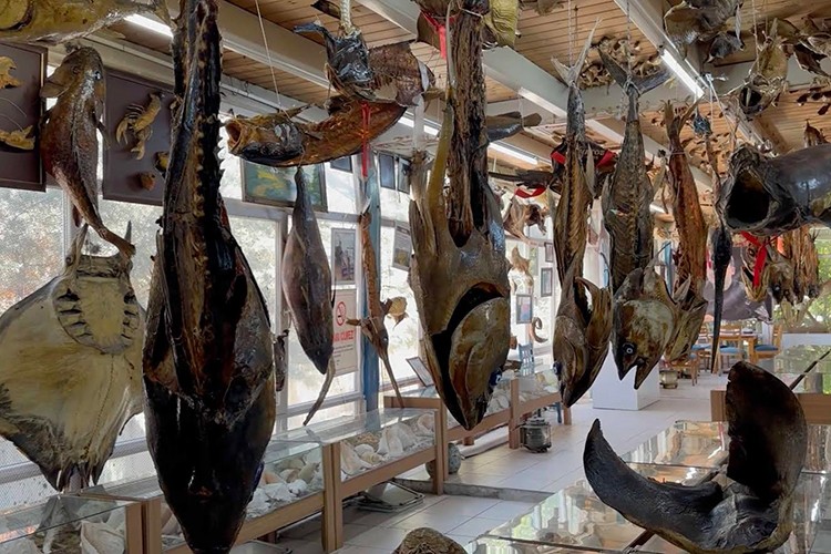 Mumya balıklar arasında sıra dışı yolculuk