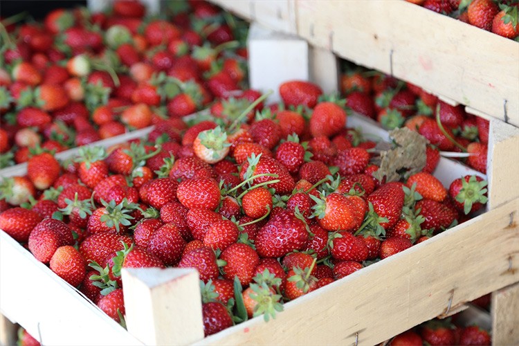 Ordu'da 466 dekarda 1218 ton çilek üretildi