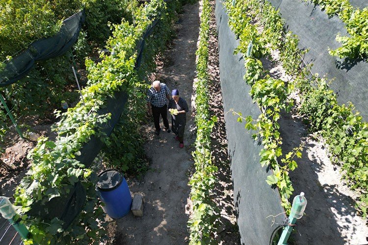 Ukrayna'dan getirdiği fidanlarla Erzincan'da 70 çeşit üzüm yetiştiriyor
