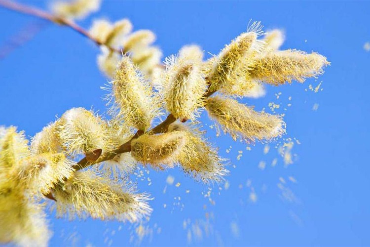 Polenler, solunum yolu rahatsızlıklarını tetikliyor