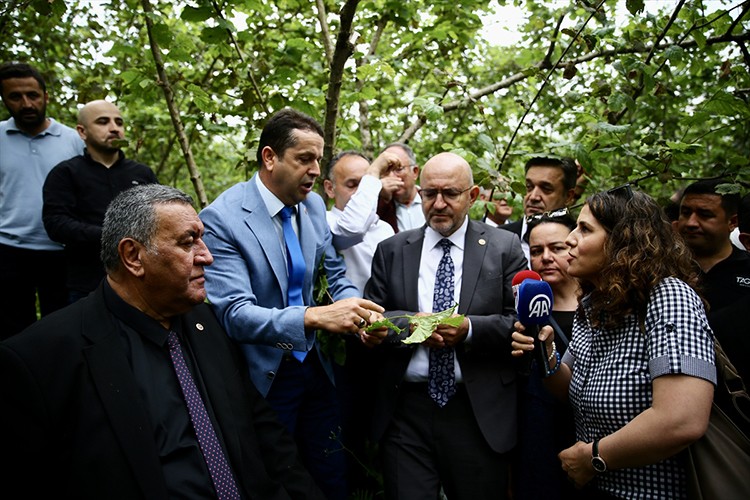 Giresun ve Ordu'da zirai donun fındıktaki etkilerini araştırıldı