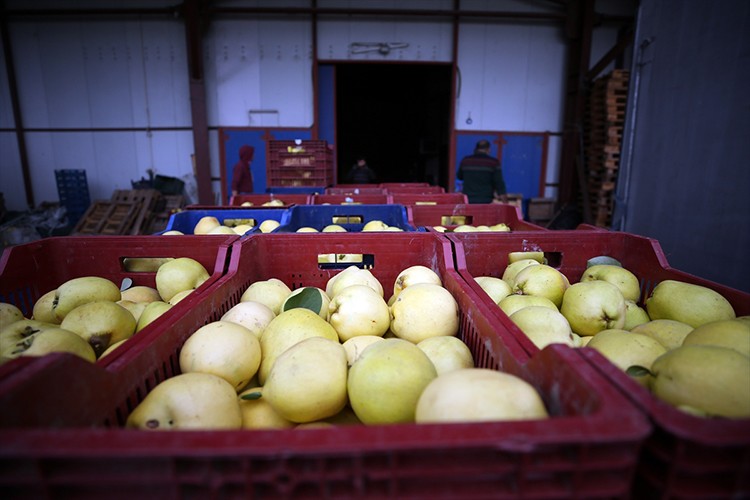 "Geyve ayvası" yurt dışından da alıcı buluyor