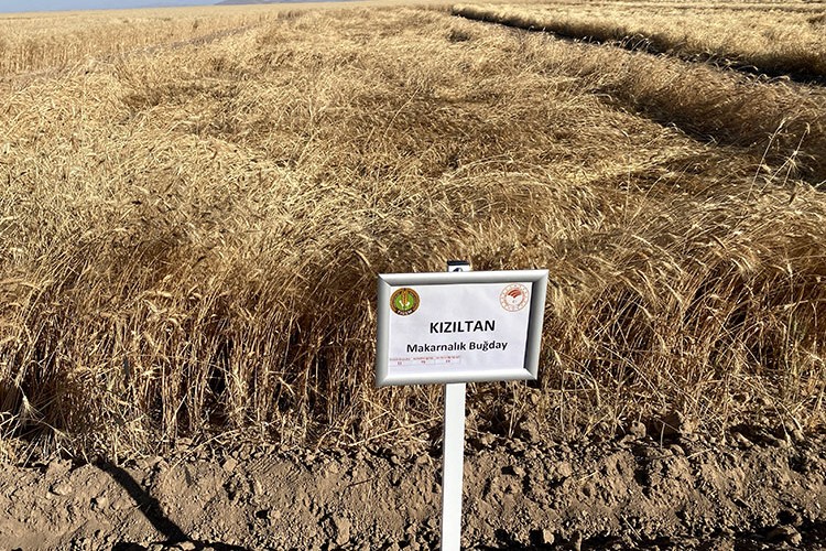 Alternatif hububat çeşitleri Malya'da deneniyor