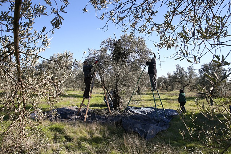 Zeytinpark hasat mesaisiyle hareketlendi