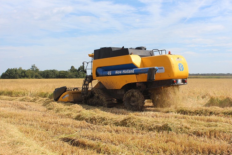 Bafra Ovası'nda çeltik hasadı tamamlandı