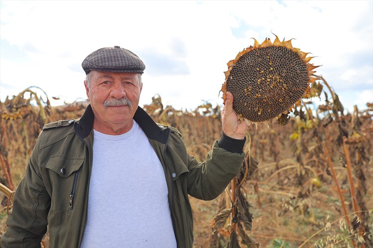 Bayburt'ta ekim alanı genişleyen çerezlik ayçiçeği üreticinin yüzünü güldürdü