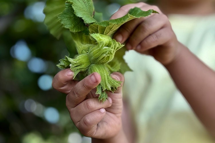 Düzce, AB ülkelerine 13 bin 461 ton iç fındık ihraç etti