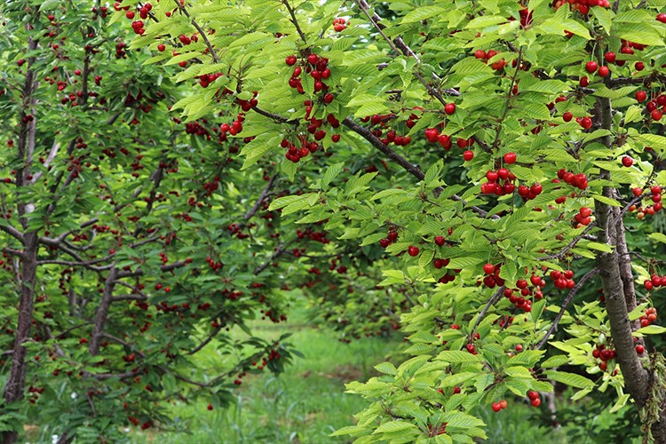 Yağışa dayanıklı "Napolyon kirazı"nda ihracat hızlı başladı