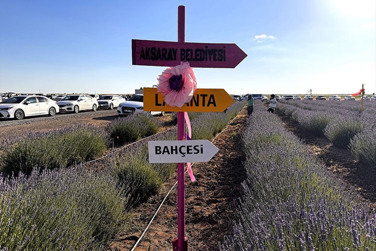 Aksaray'da lavanta bahçesinin sezon açılışı yapıldı