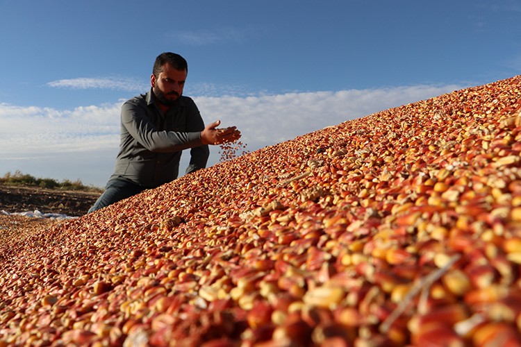 Mısırda 400 bin ton rekolte bekleniyor