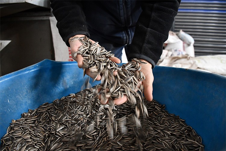 Yılda 1000 ton ay çekirdeği eliyor