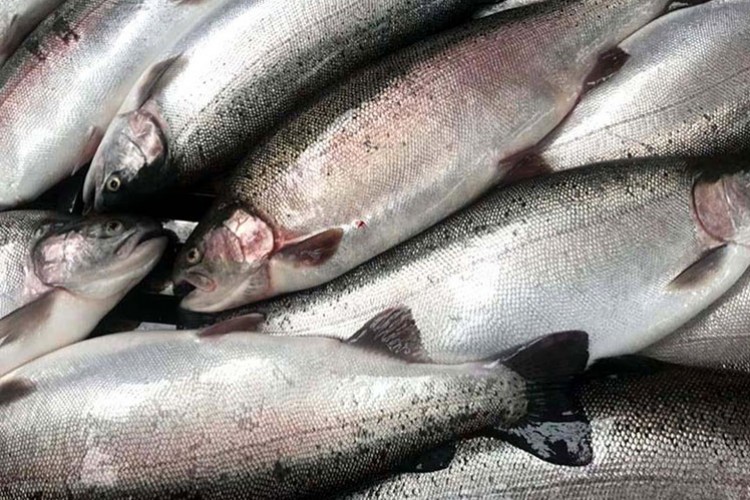 Migros, Karadeniz'de Türk somonu hasadına başladı