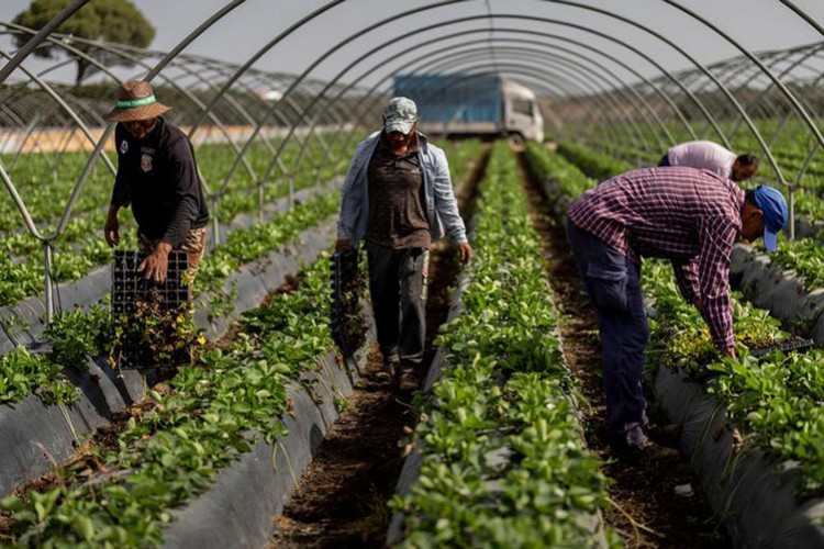 Avrupa'nın çilek tarlalarında kriz