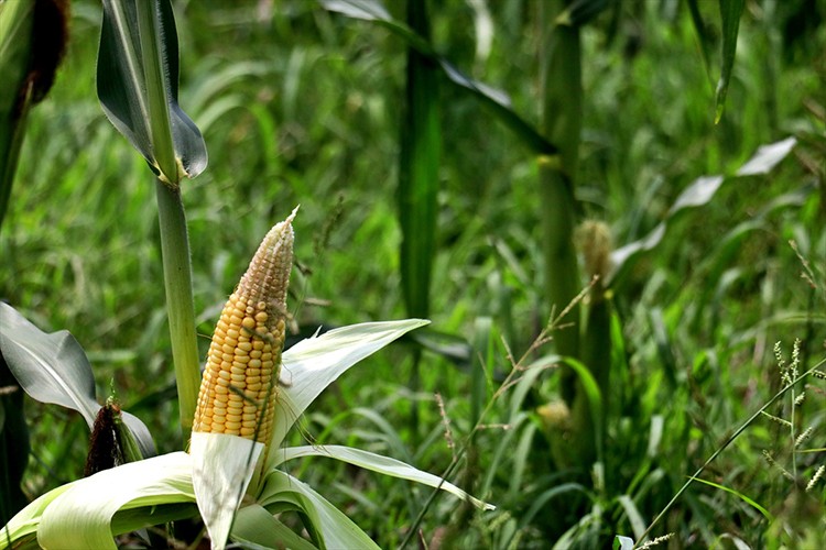 Mısırda rekolte beklentisi 500 bin tonu aştı