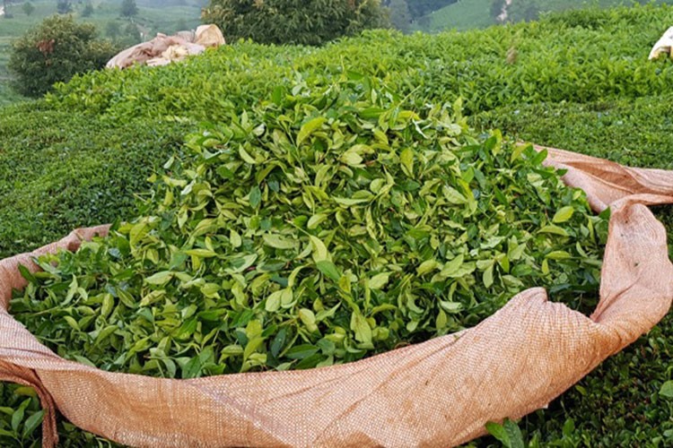 Türk çayı yılın ilk yarısında 104 ülkede alıcı buldu