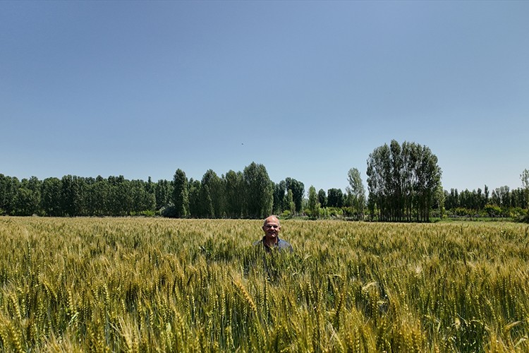 Yerli buğday çeşidi "Taner", çiftçilerin yüzünü güldürdü