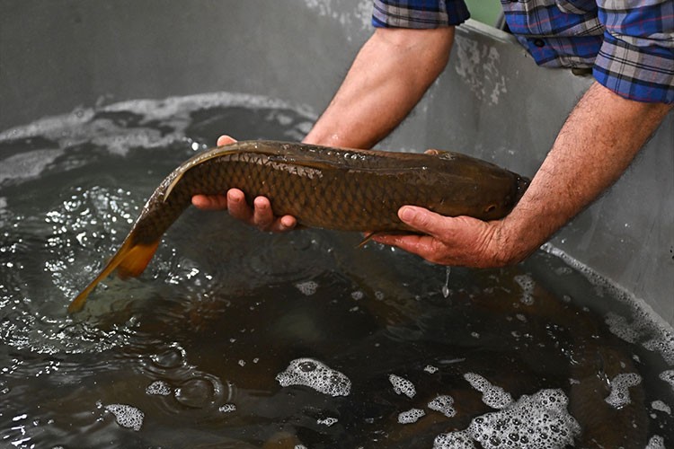 Sazan üretip gölleri balıklandırıyorlar