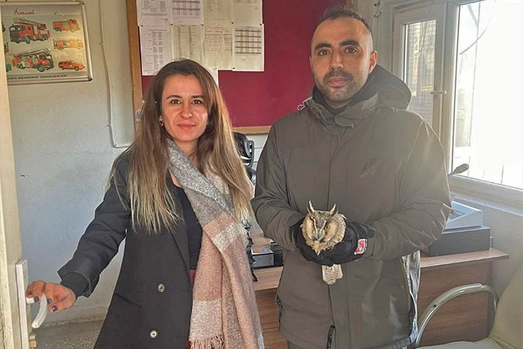 Şırnak'ta yaralı bulunan 2 puhu tedaviye alındı