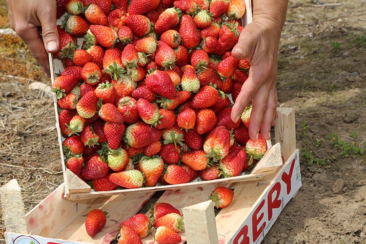 Çilek hasadına başlandı