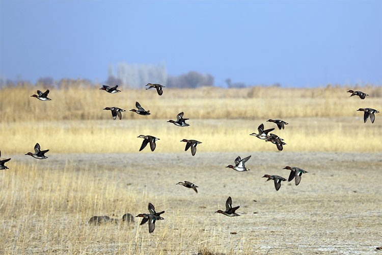 Ağrı Dağı eteğindeki sulak alan kuşlara yuva oluyor