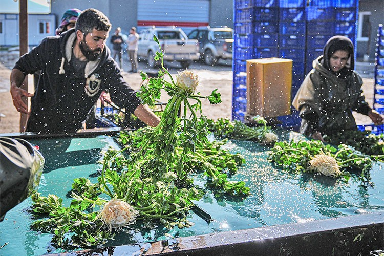 Kışlık sebze, hava şartları nedeniyle pazara gecikmeli çıktı