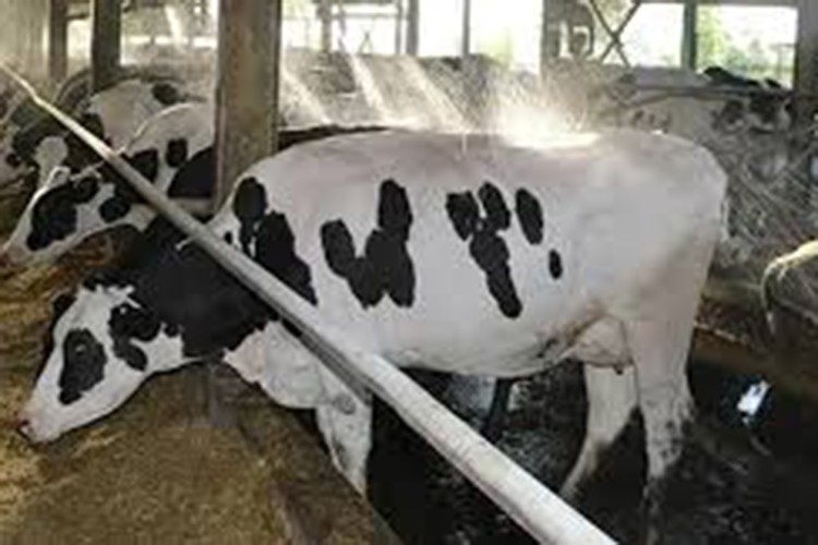 Edirne damızlık dağılımı merkez olacak