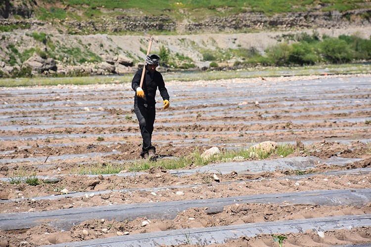 Şırnak'ta Dicle Nehri kenarındaki kullanılmayan arazide karpuz yetiştiriliyor
