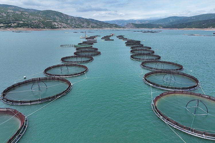 Tokat'tan 4 ülkeye balık ihracatı