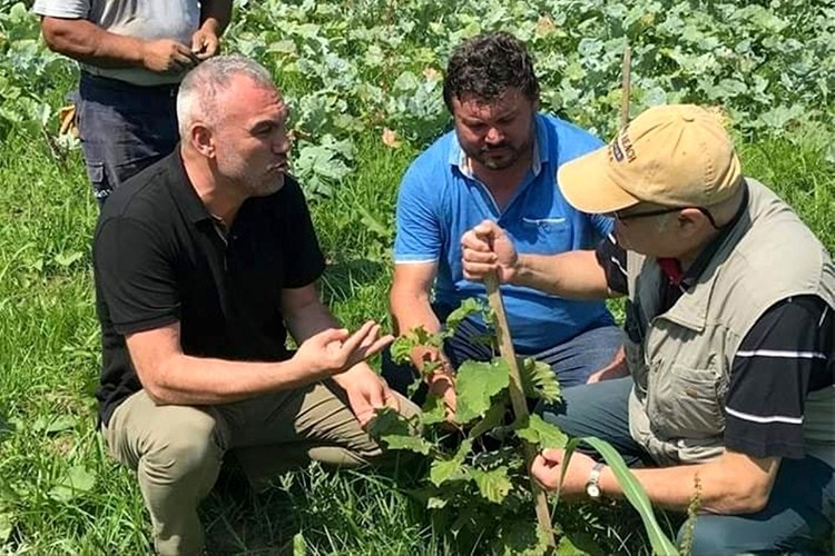 Ordu'da fındık zarar gördü