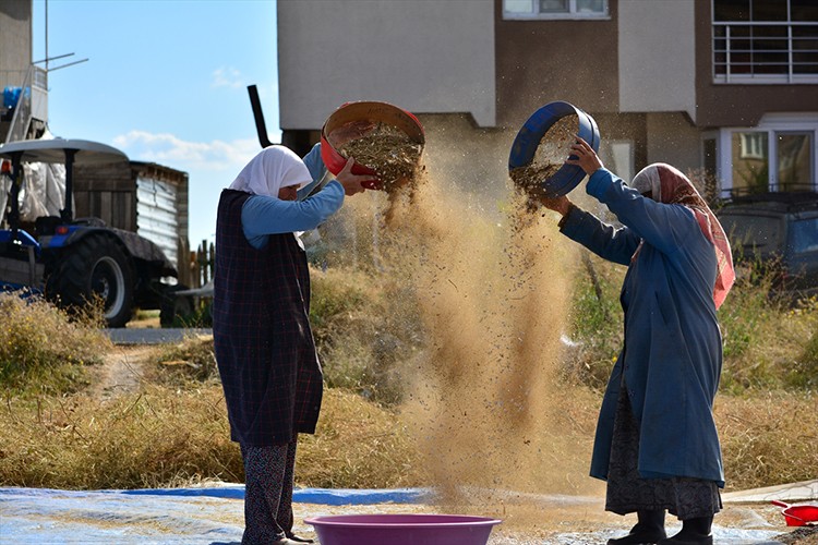 Doğal yöntemlerle yetiştirilen Demirci kuru fasulyesine talep artıyor
