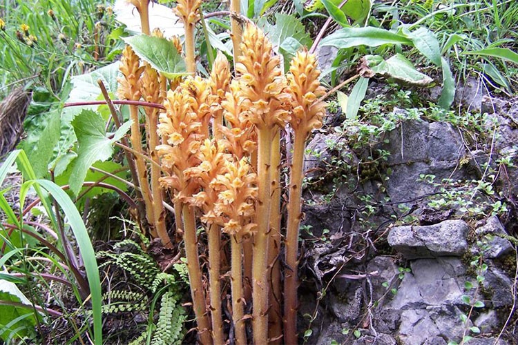 Ayçiçeğinde verimi düşüren canavar otuna karşı çalışma