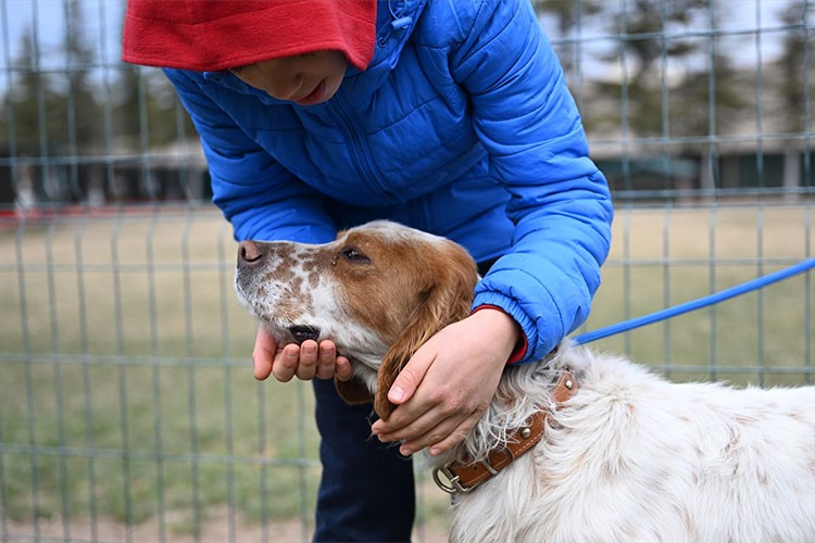 Başkentte köpekler için "Irk Standartları Kayıt Etkinliği" düzenlendi