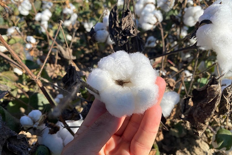 Antalya'nın pamuğu kalitesiyle öne çıkıyor