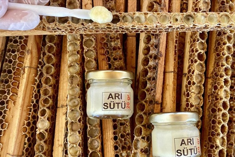 Kervansaray Dağları eteğinde arıcılık yapan kadın girişimci arı sütü üretimini artırdı