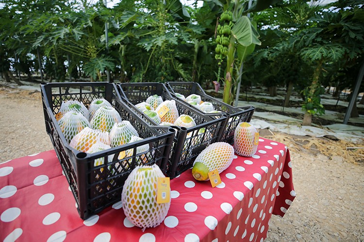 Papayanın üretimi Antalya'da yaygınlaşıyor