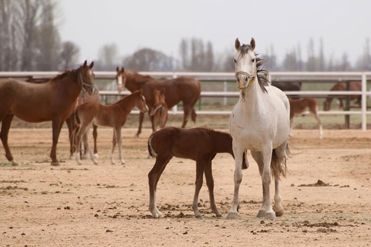 TİGEM 60 safkan Arap koşu tayı satacak