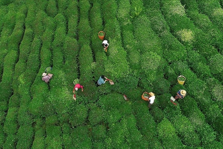 ÇAYKUR'dan yaş çay alımı ve kontenjan uygulaması açıklaması