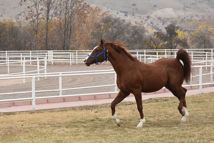TİGEM safkan 3 Arap aygırı satın alacak