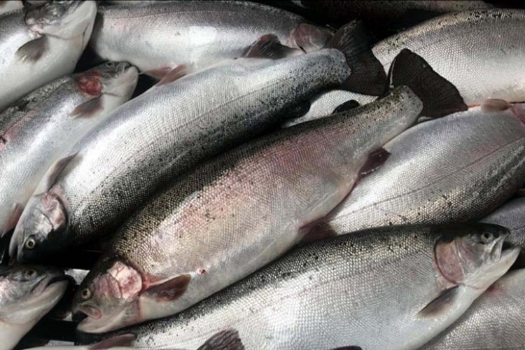 Trabzon'un su ürünleri ihracatı yüzde 58 arttı